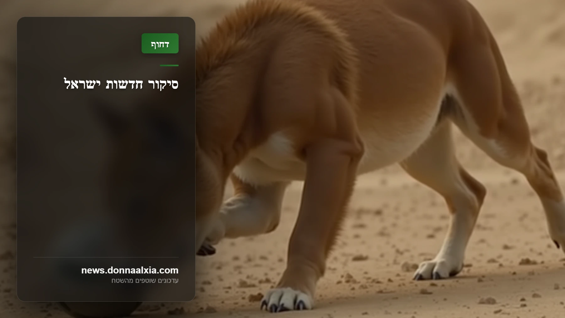 ספורט חייתי: הלביאות בספארי משתלטות על המגרש - סיפורו של משחק יוצא דופן